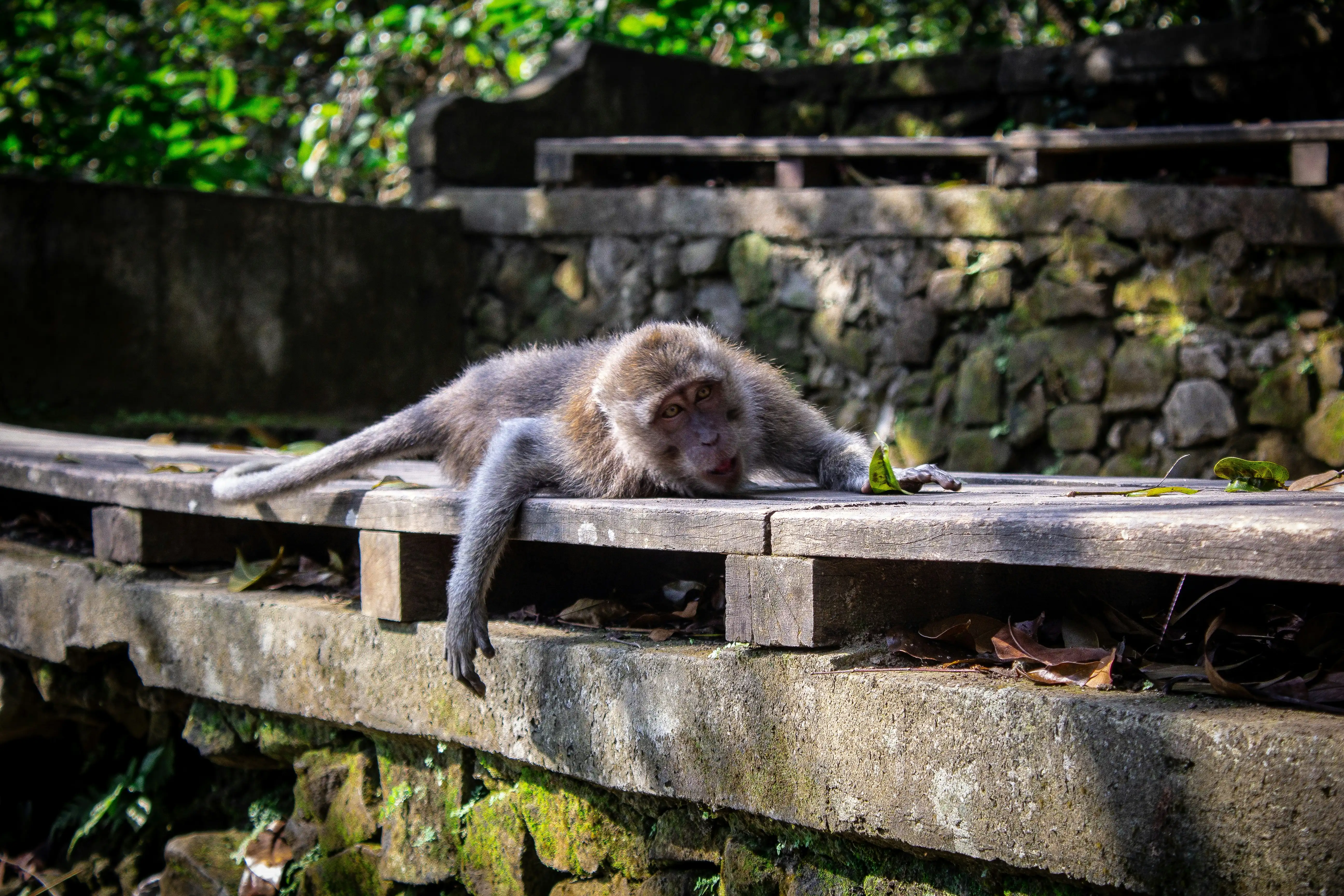 Monkey Forest