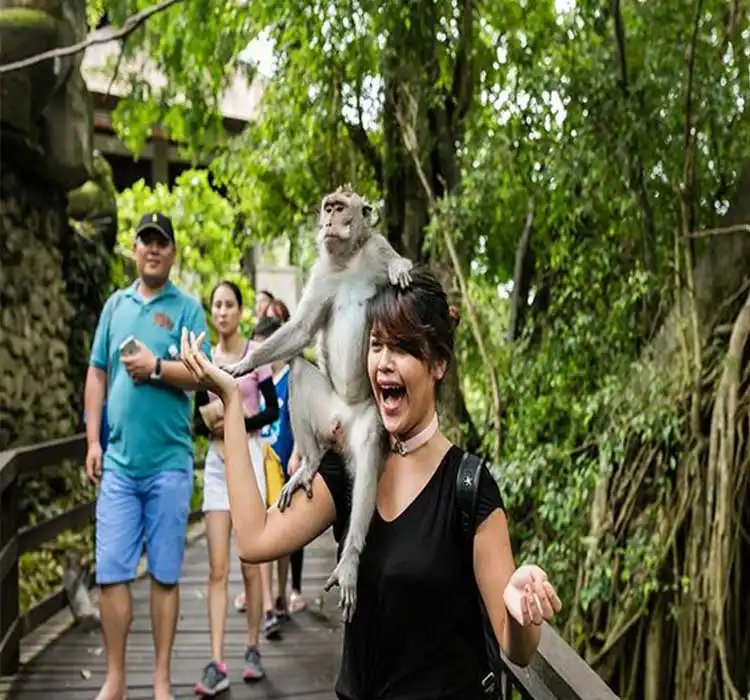 Monkey Forest Tour